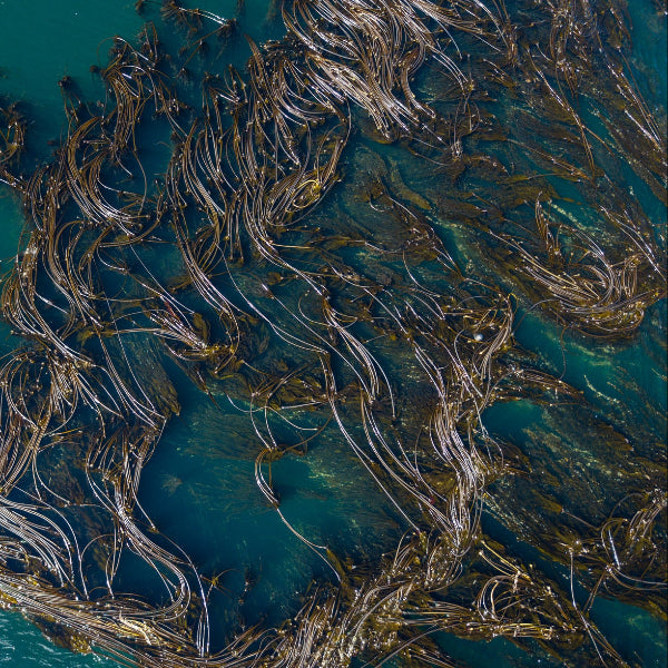 Seaweed floating in blue water