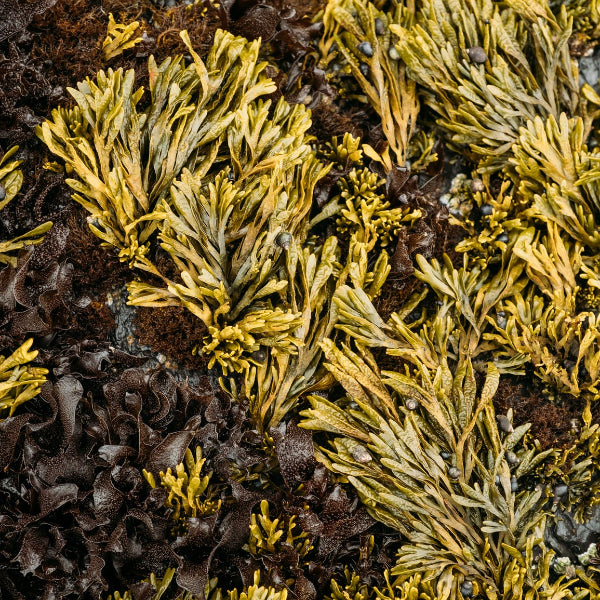 Close-up of green and brown seaweed on a dark background