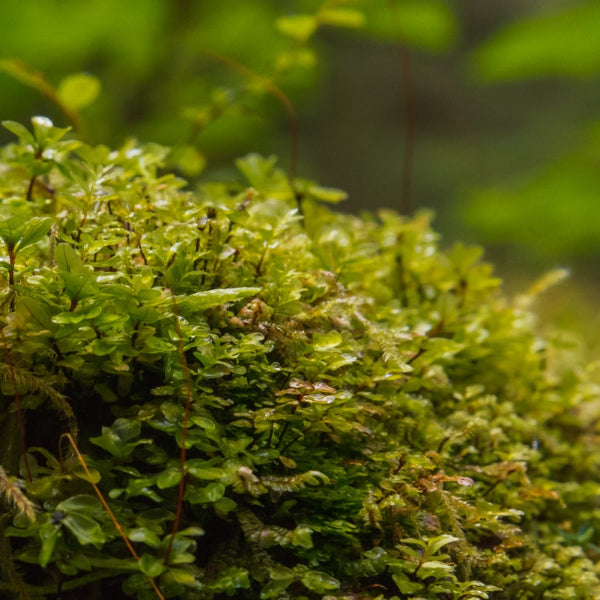 Close-up of green moss with a blurred natural background
